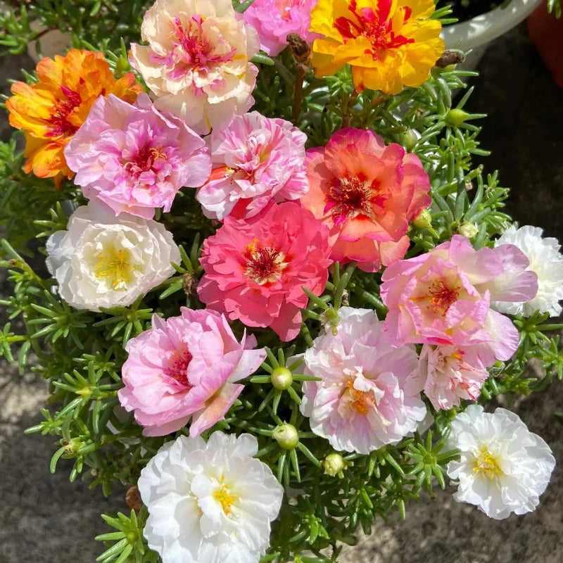 Non-GMO Moss Rose Seeds